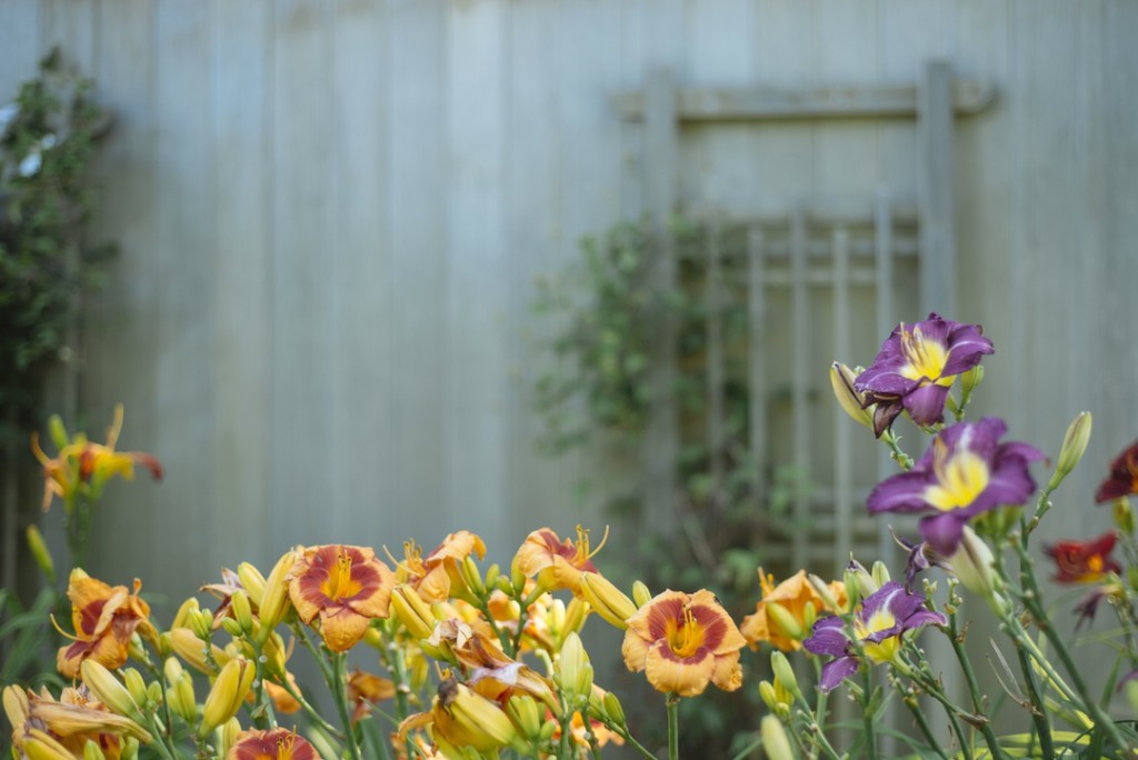 fiori