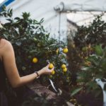 come lavorare in una farm in australia