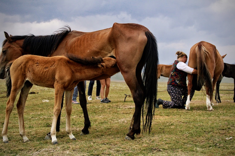 produzione latte di cavalla kirghizistan